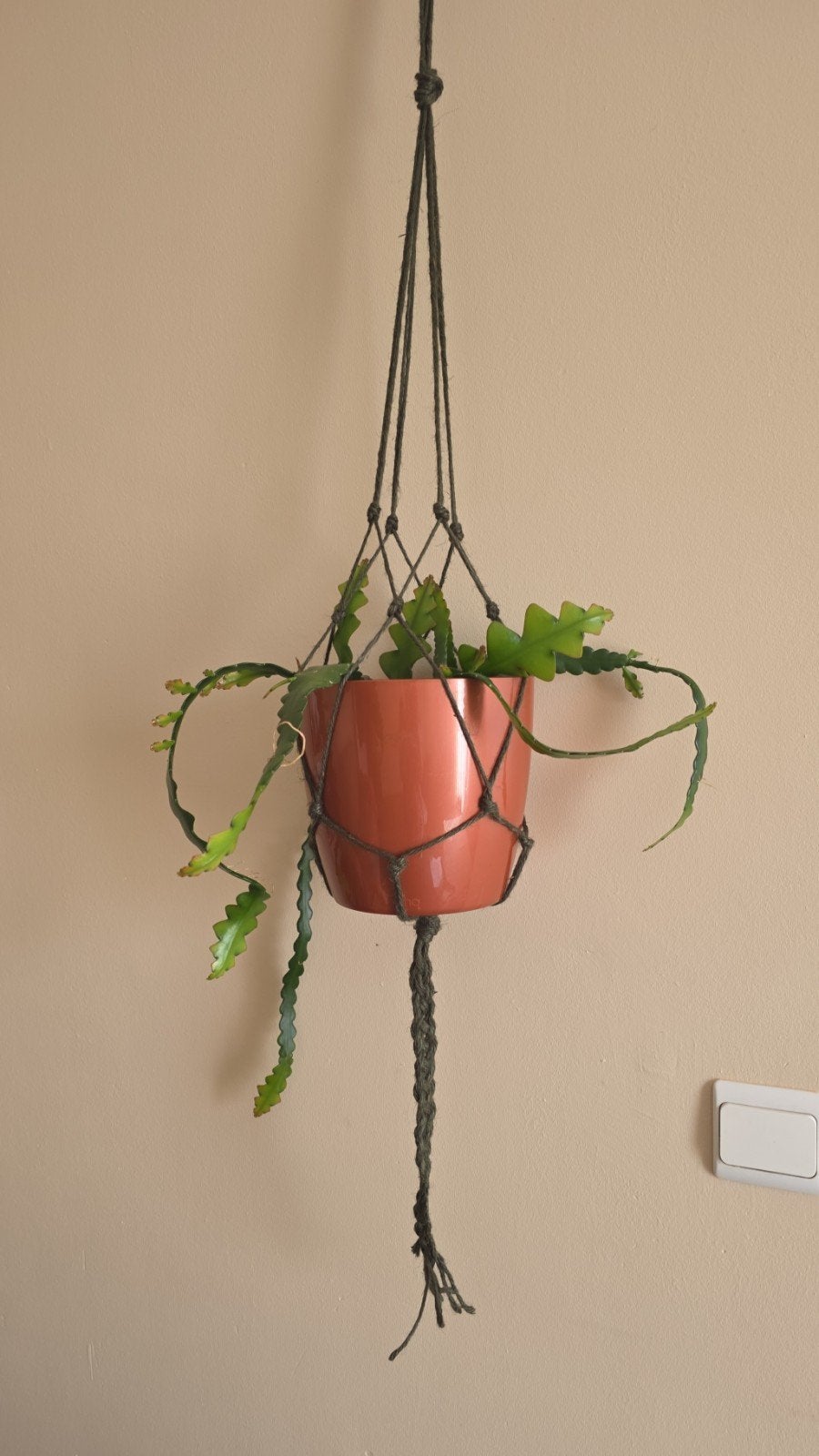 Plant met macrame, Ophalen
