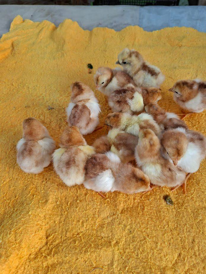 Poussins de Yokohama, Sexe inconnu, Poule ou poulet