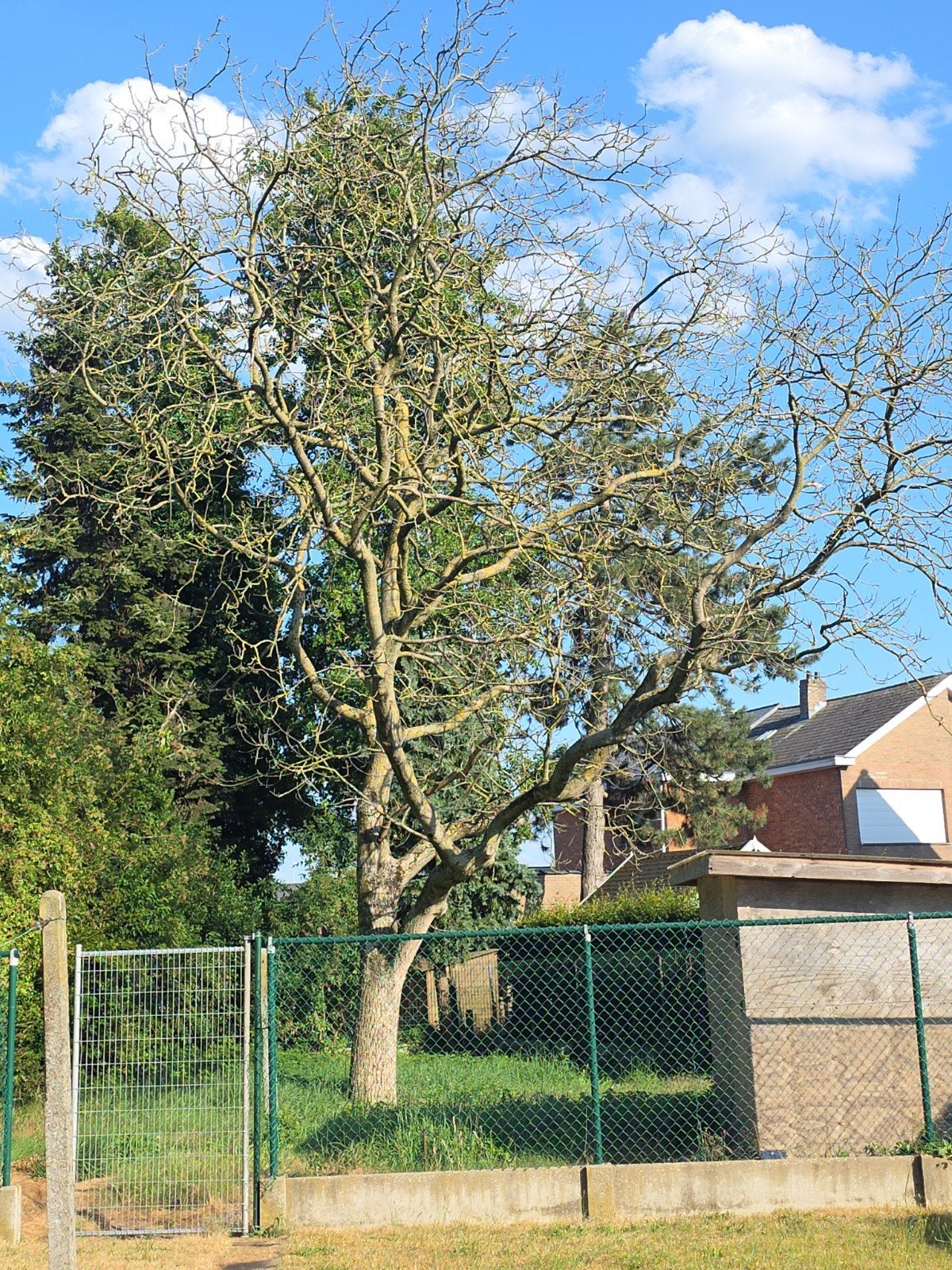 gratis brandhout, Enlèvement