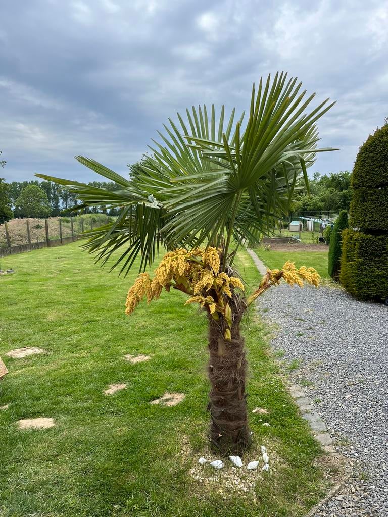 trachypus fortunei palm stamhoogte: 150 dikte stam: 45cm, Lente, 100 tot 250 cm, Palmboom, Ophalen
