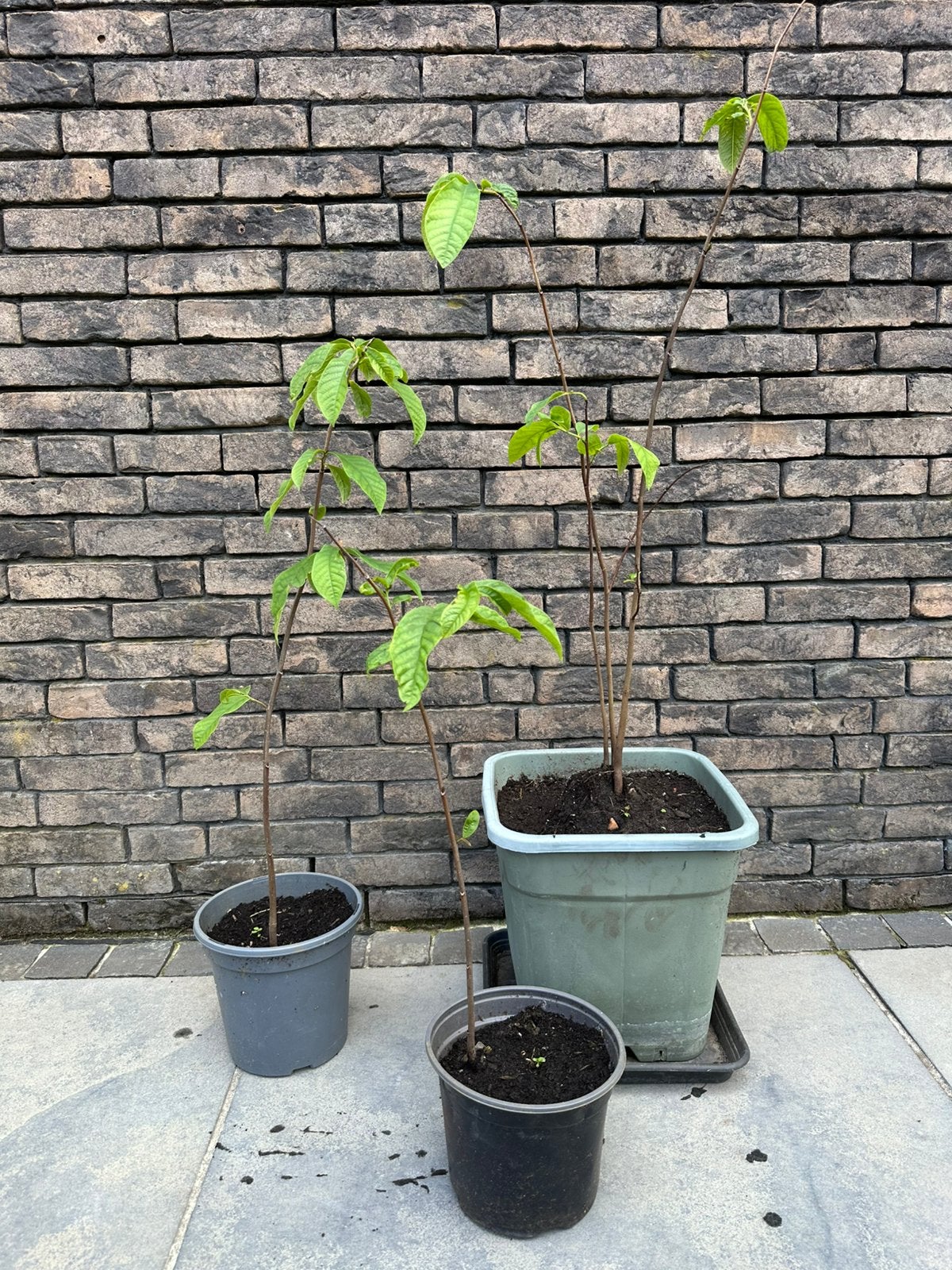 Jonge paw-paw boompjes, Tuin en Terras, Planten | Tuinplanten, Ophalen, Vaste plant, Halfschaduw, Fruitplanten