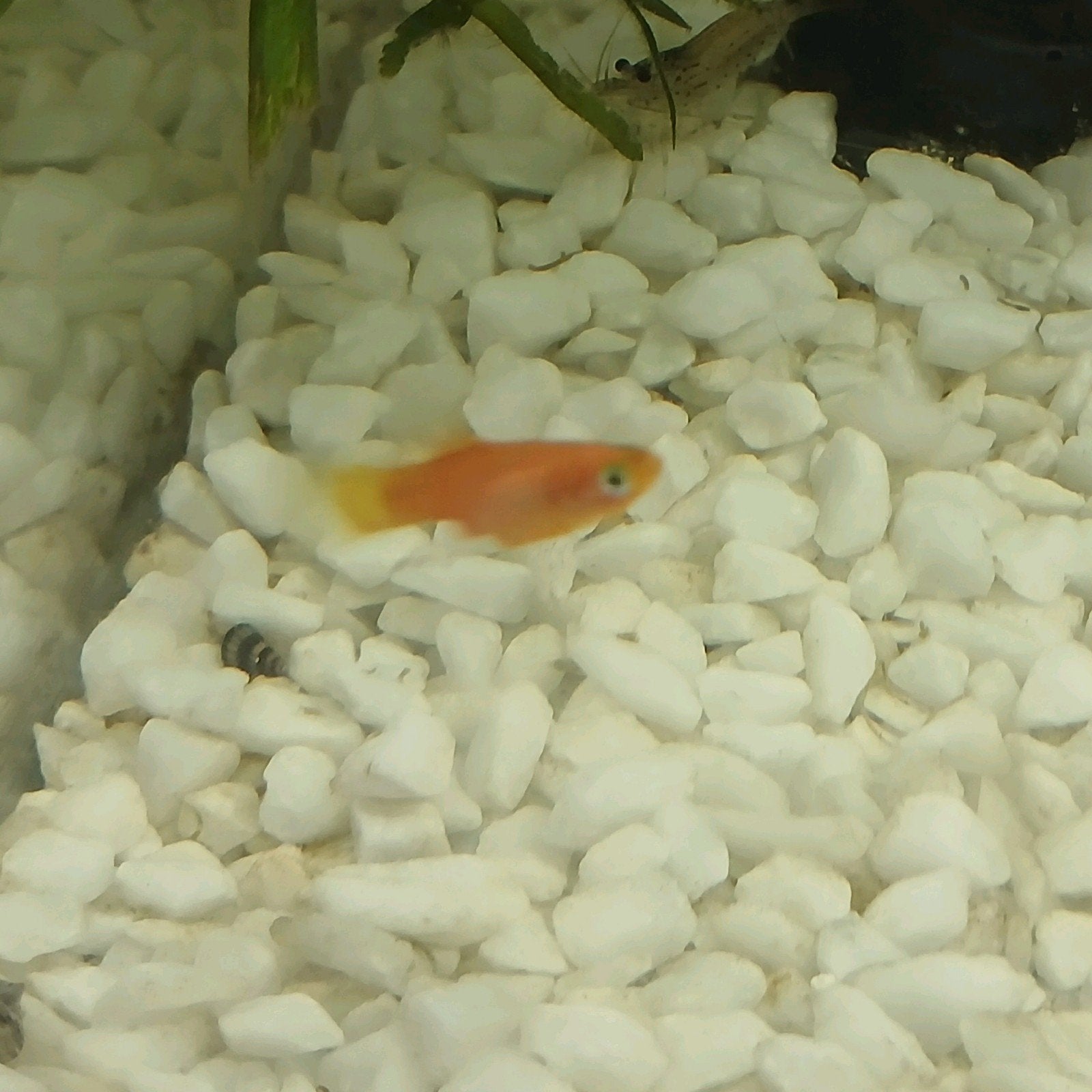 Molly's en platy's, Animaux & Accessoires, Poissons | Poissons d'aquarium