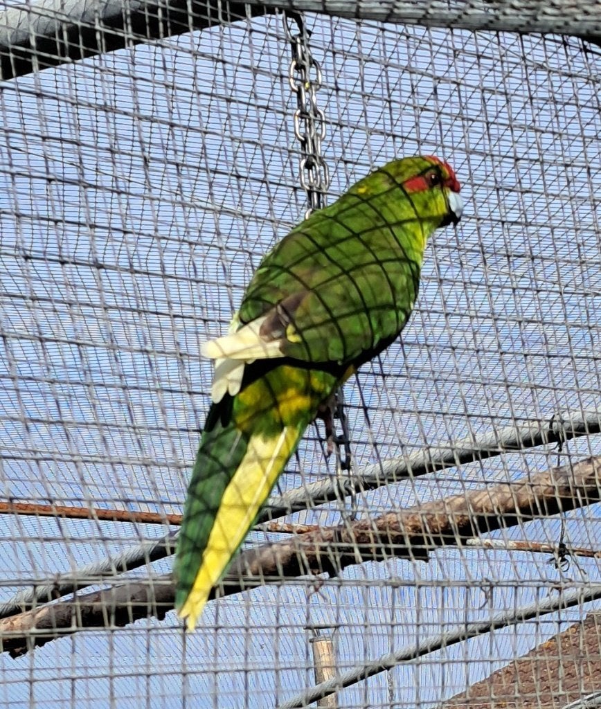 jeune kakariki vert, Perruche