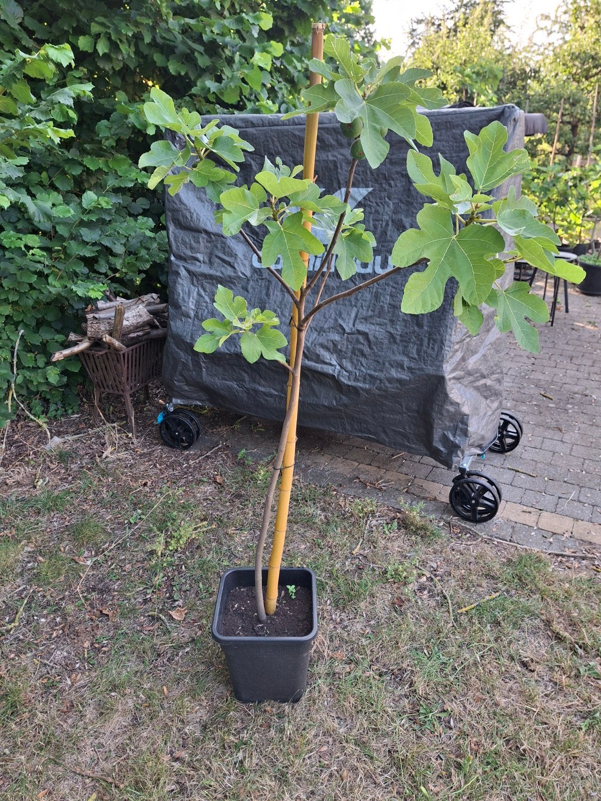 Vijgenboom 1,5m, Jardin & Terrasse, Plantes | Arbres fruitiers, Figuier, Été, En pot, Plein soleil