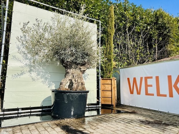 Olijfboom - Olea Europea - stamomvang 120-140 cm, Tuin en Terras