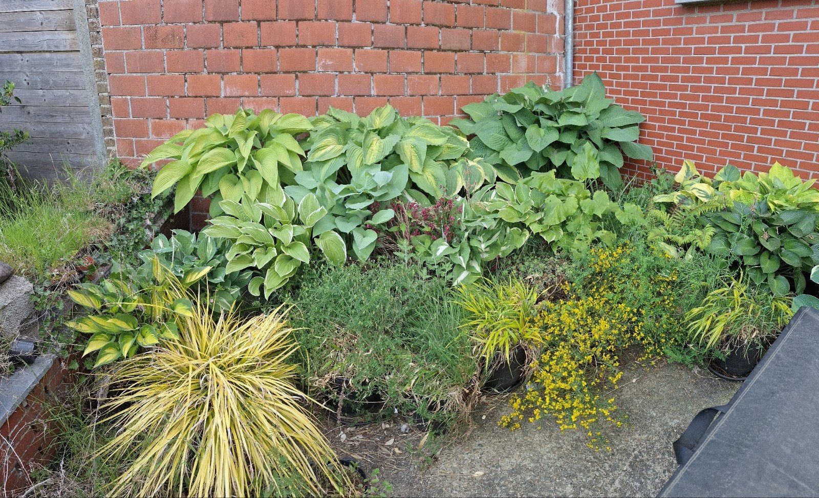verschillende Hosta (in pot), Autres espèces, Été, Enlèvement, Pleine ombre