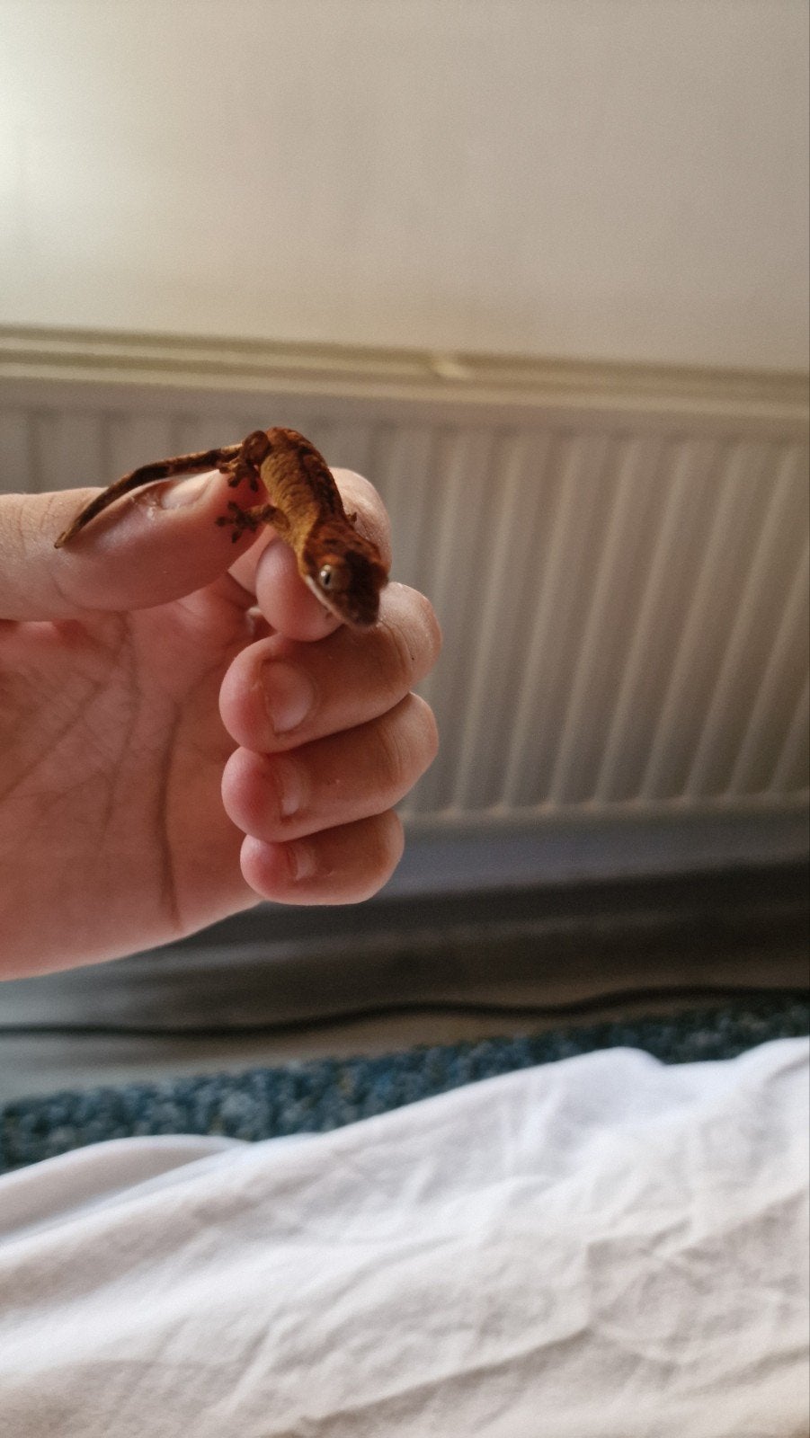 Wimper Gekko, Dieren en Toebehoren, Reptielen en Amfibieën