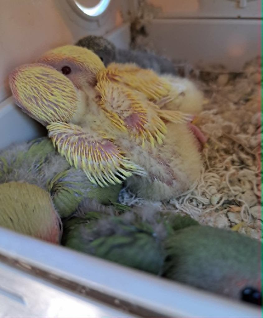 Roseicollis, Dieren en Toebehoren, Vogels | Parkieten en Papegaaien, Geslacht onbekend, Dwergpapegaai of Agapornis, Geringd