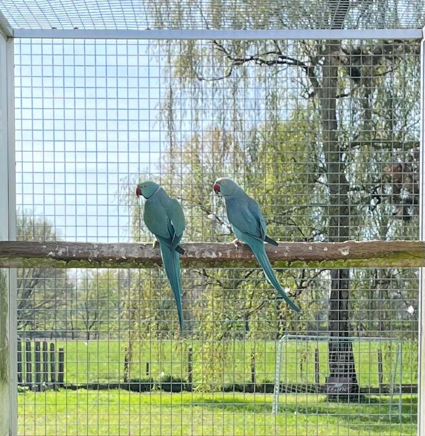 Halsbandparkieten net zelfstandig, Dieren en Toebehoren, Vogels | Parkieten en Papegaaien, Meerdere dieren, Parkiet, Geringd