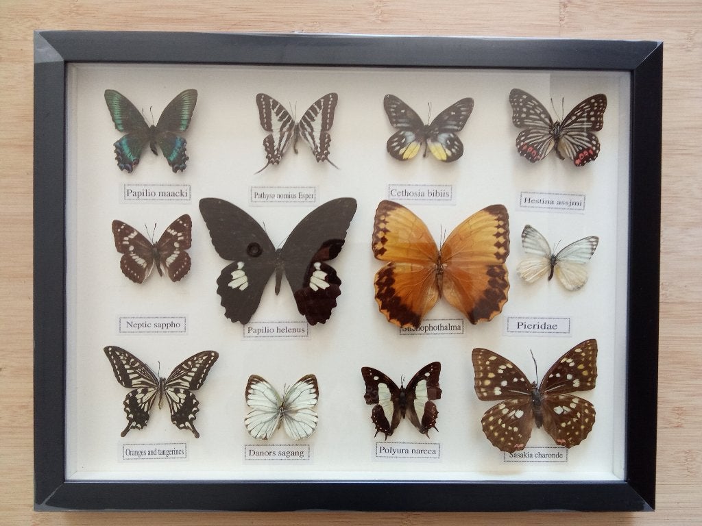 VLINDERS OPGEZETTE TAXIDERMIE - 4 KADERS, Collections, Collections Animaux, Enlèvement ou Envoi, Comme neuf, Autres, Autres types