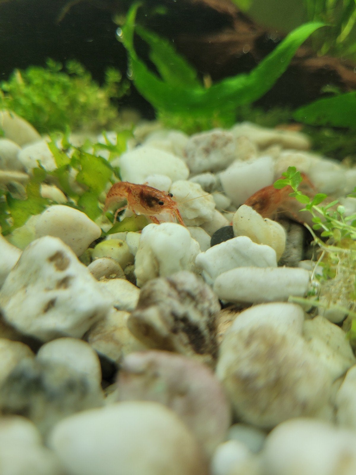 mexicaanse dwergkreeften, Dieren en Toebehoren, Vissen | Aquariumvissen, Kreeft, Krab of Garnaal, Zoetwatervis