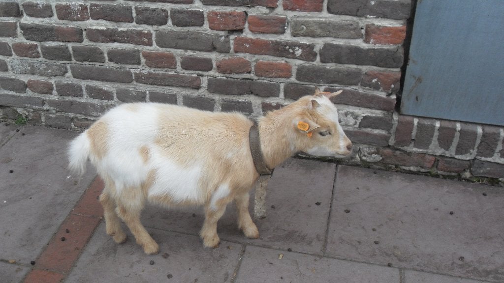 lief dwerggeitje, Dieren en Toebehoren, Vrouwelijk, Geit, 0 tot 2 jaar