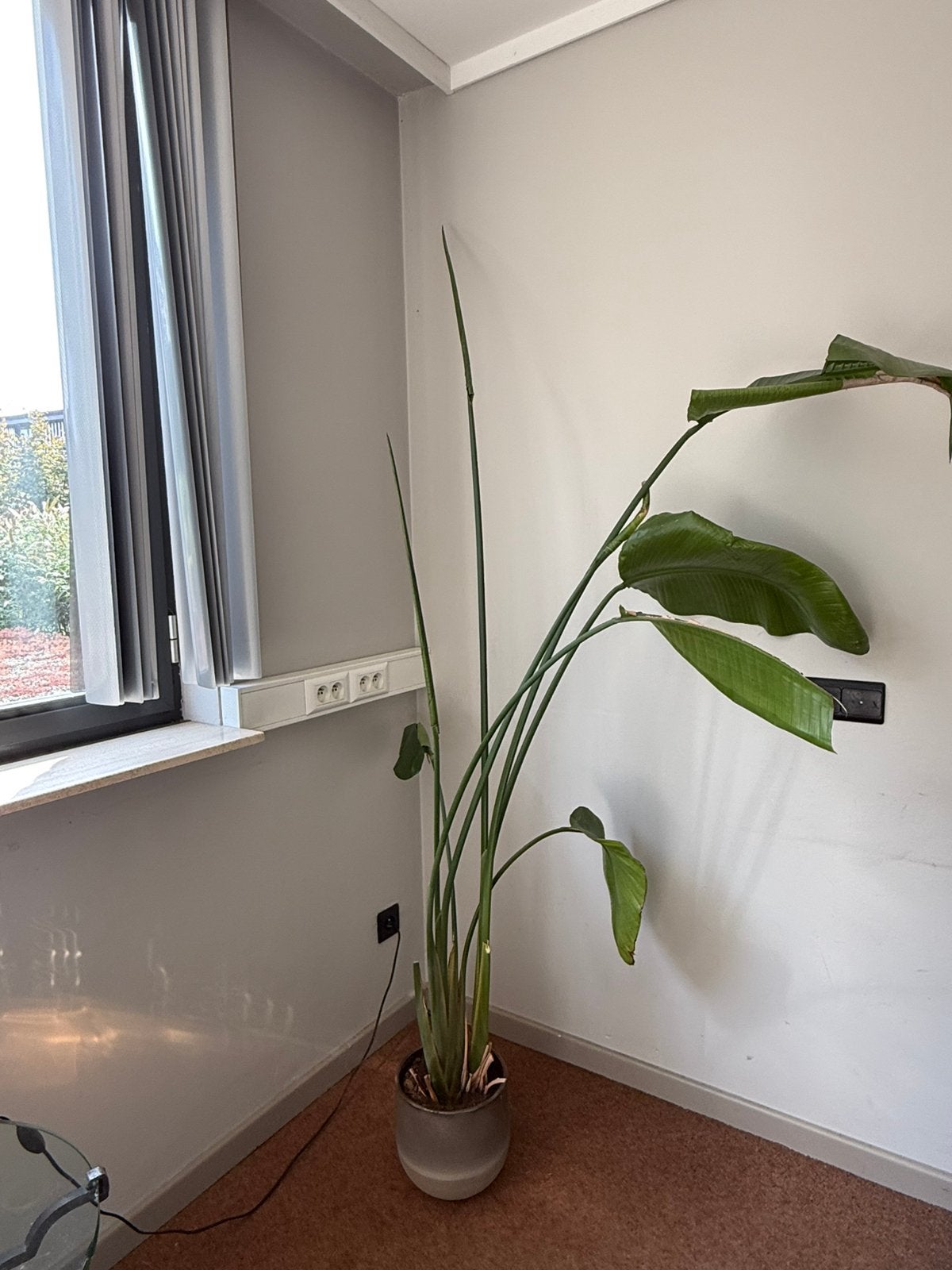 Strelitzia, Plante verte, Enlèvement, Autres espèces, 150 à 200 cm