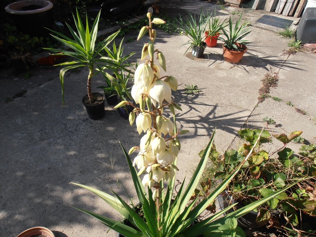 Yucca voor buiten., Tuin en Terras, Ophalen, Vaste plant