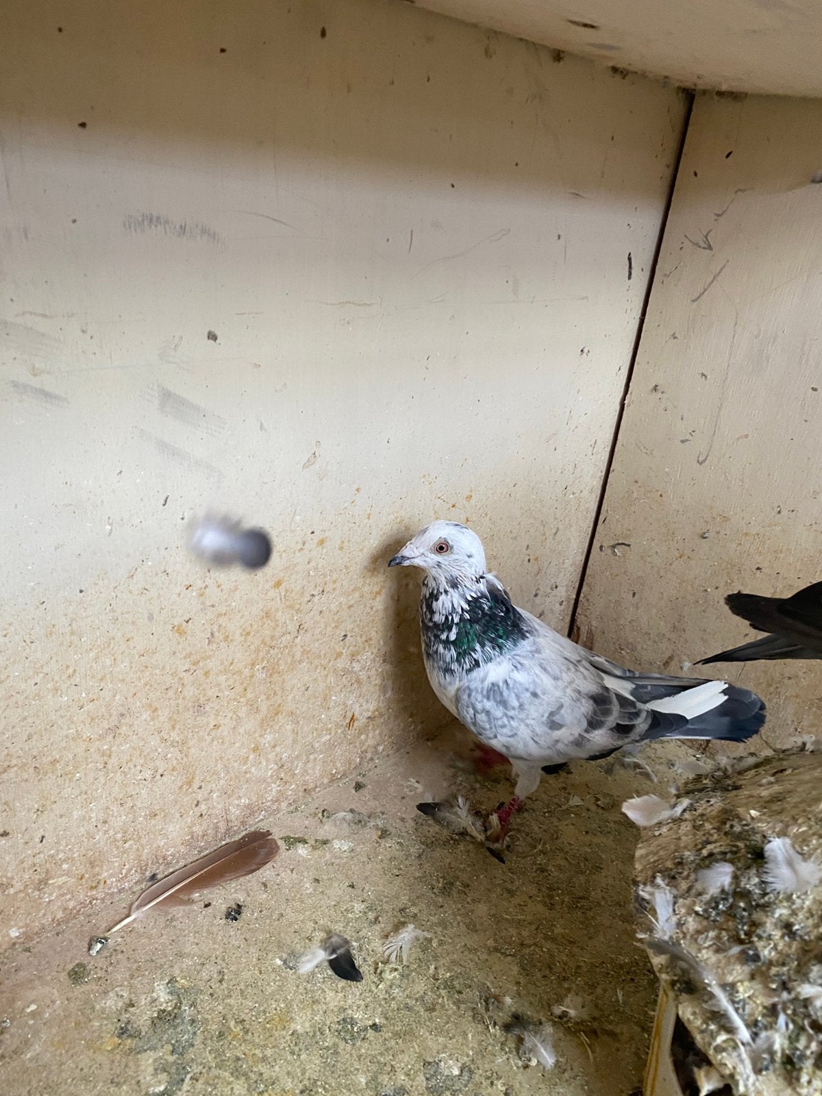 Duiven kwekers, Mâle, Pigeon voyageur