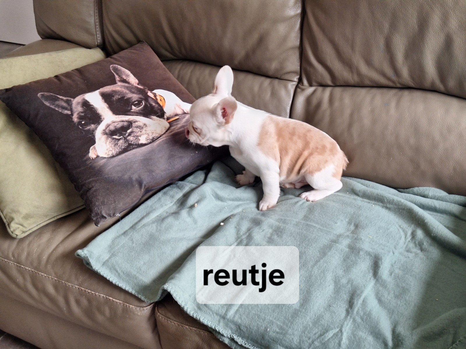 Franse bulldog puppy, Parvo, België, Reu, 8 tot 15 weken