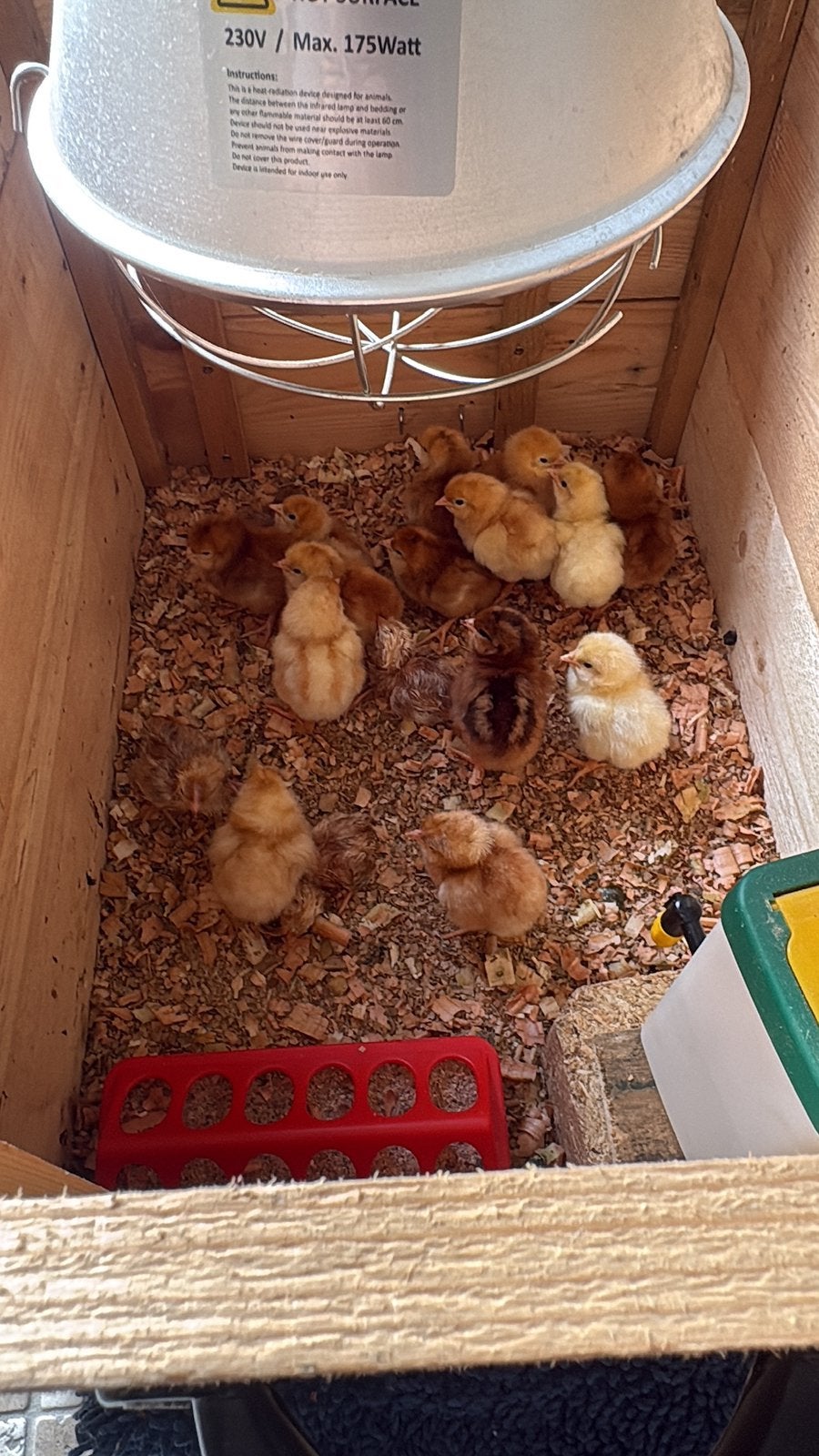 Eendagskuikens te koop, Dieren en Toebehoren