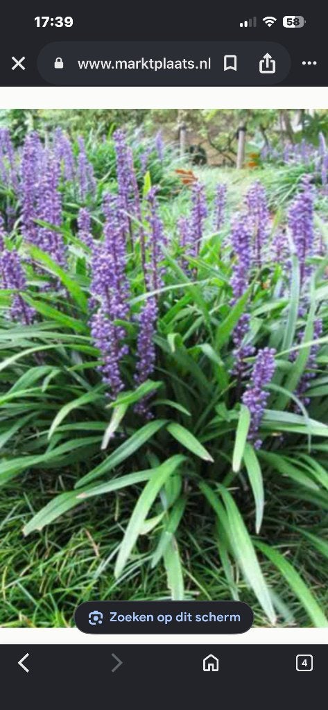Liriope grassen, Tuin en Terras, Planten | Tuinplanten, Ophalen, Vaste plant, Siergrassen