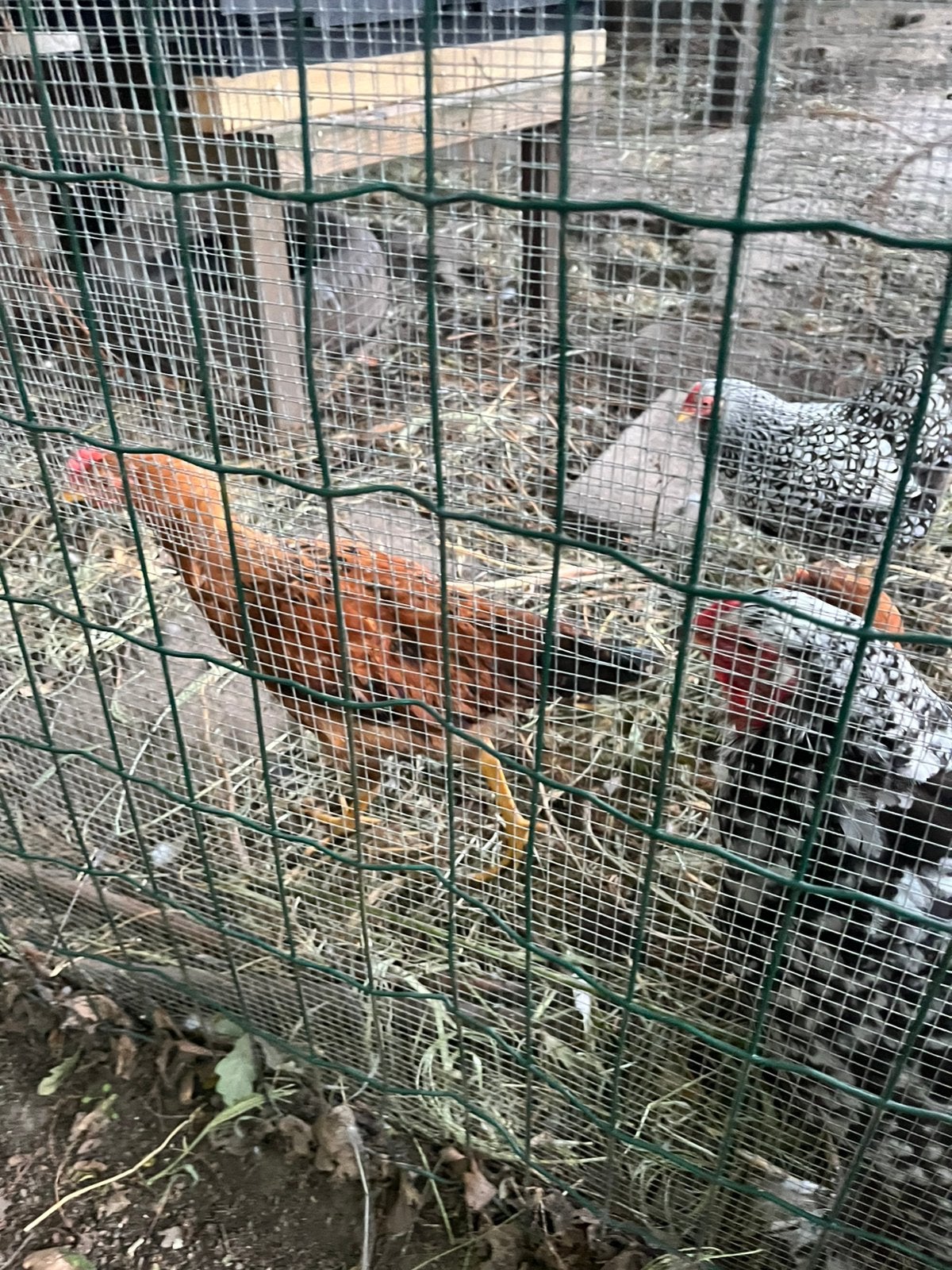 Gratis haantje, Dieren en Toebehoren, Pluimvee
