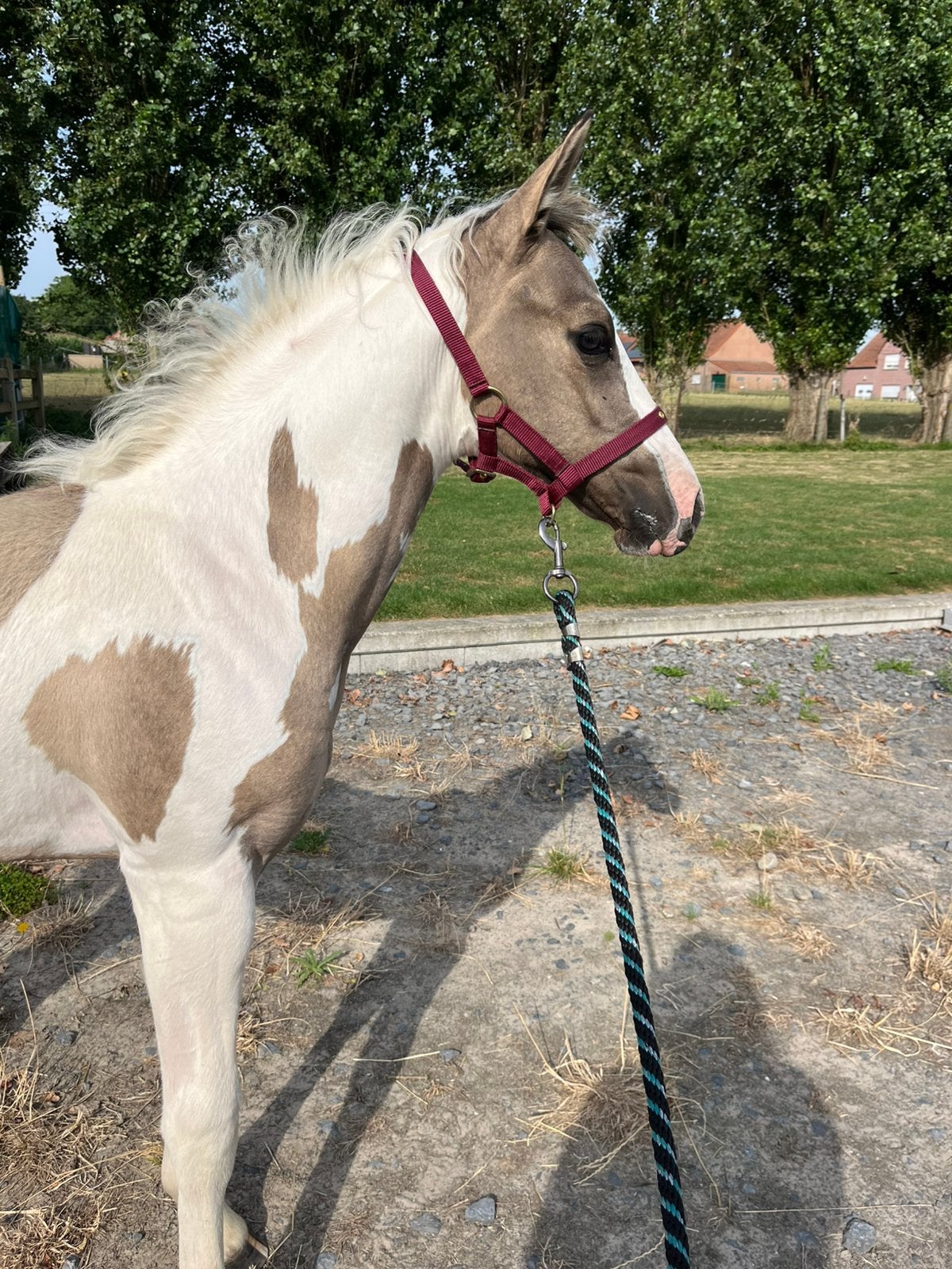 Paint merrie veulen, Dieren en Toebehoren, Met stamboom, Niet van toepassing, 0 tot 2 jaar, Recreatiepony