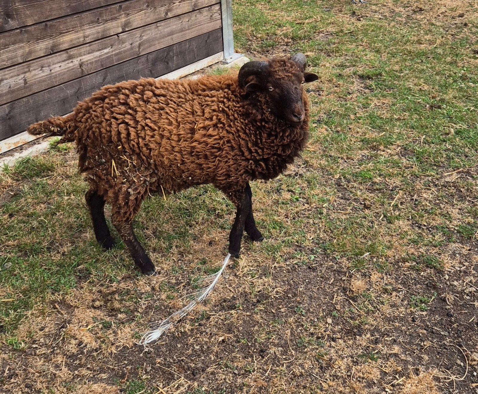 ouessant ram, Dieren en Toebehoren, Mannelijk, Schaap, 0 tot 2 jaar