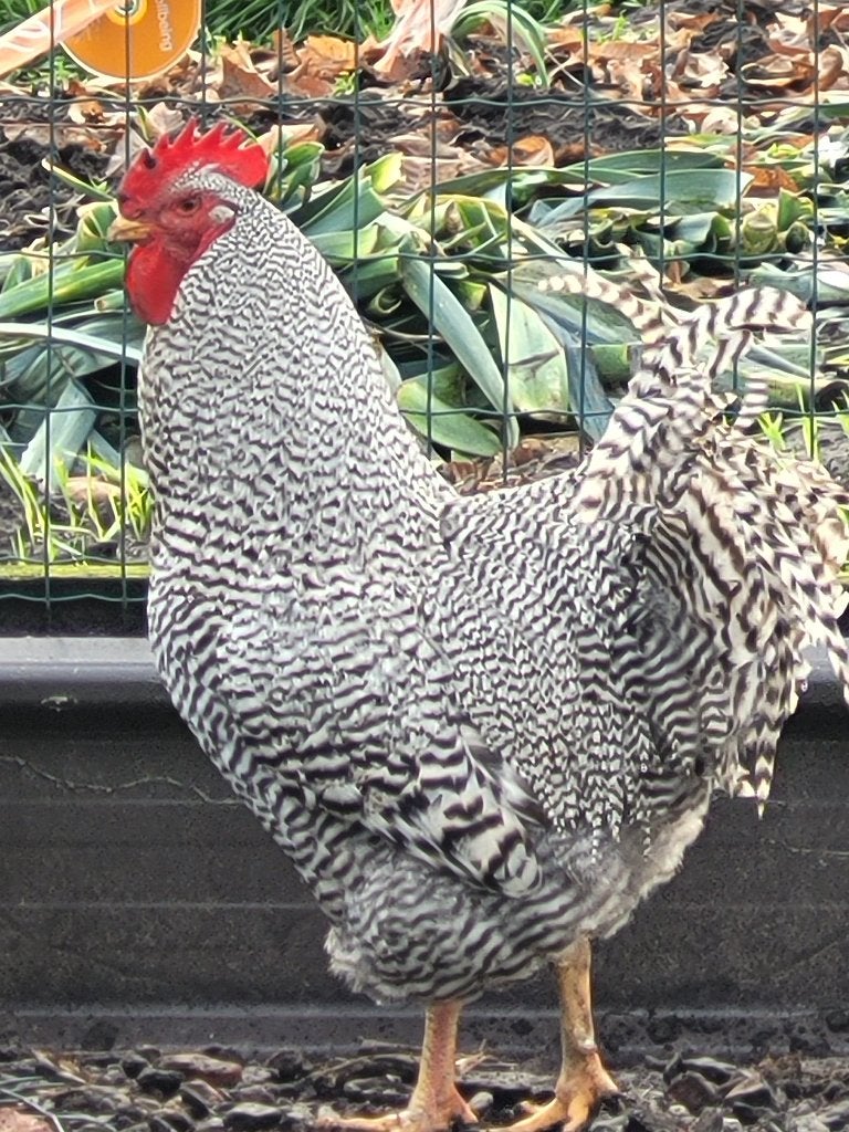 Broedeieren Amrock, Dieren en Toebehoren, Pluimvee