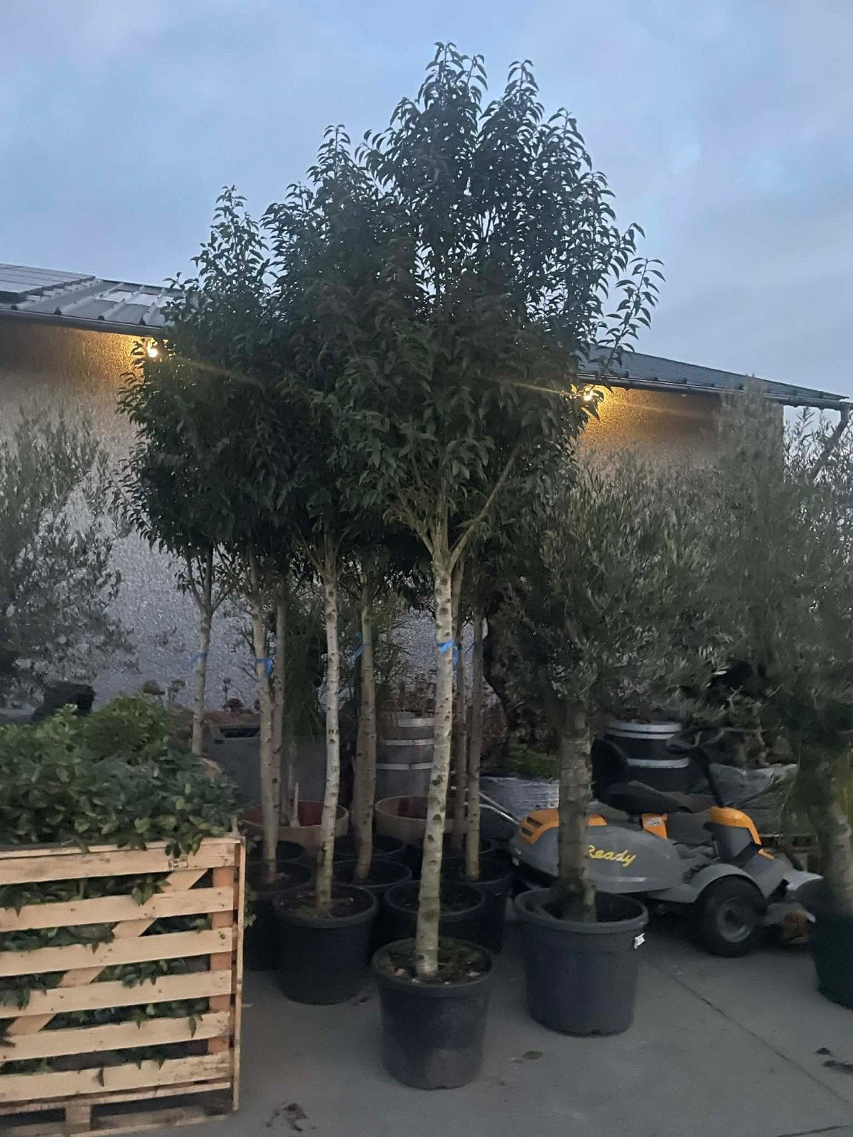 ‼️Quercus Ilex aan promoprijzen ‼️, Ophalen