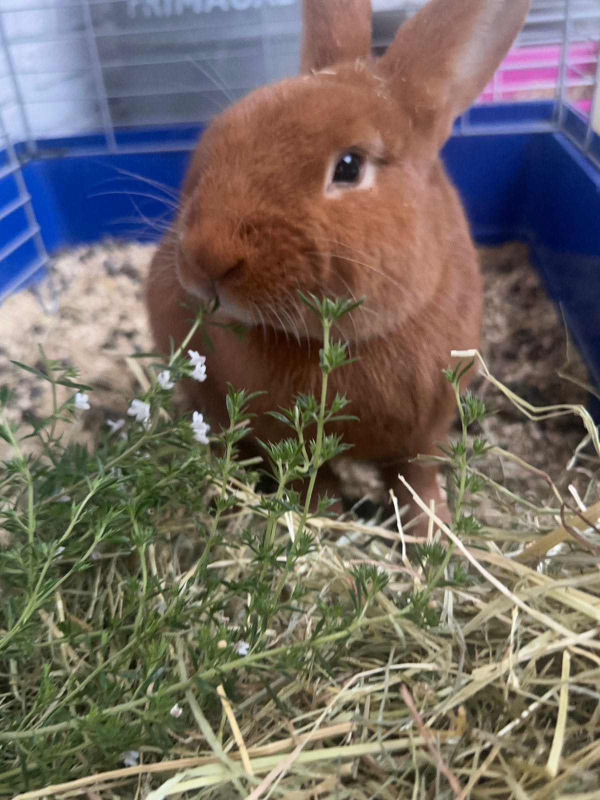 2 lapins Fauve de Bourgogne (mâle et femelle) avec cage, Mâle