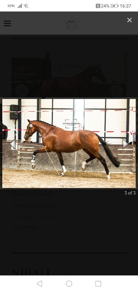 2 jarige dressuurmerrie uit top stam, Merrie, Met stamboom, Dressuurpaard, 0 tot 2 jaar