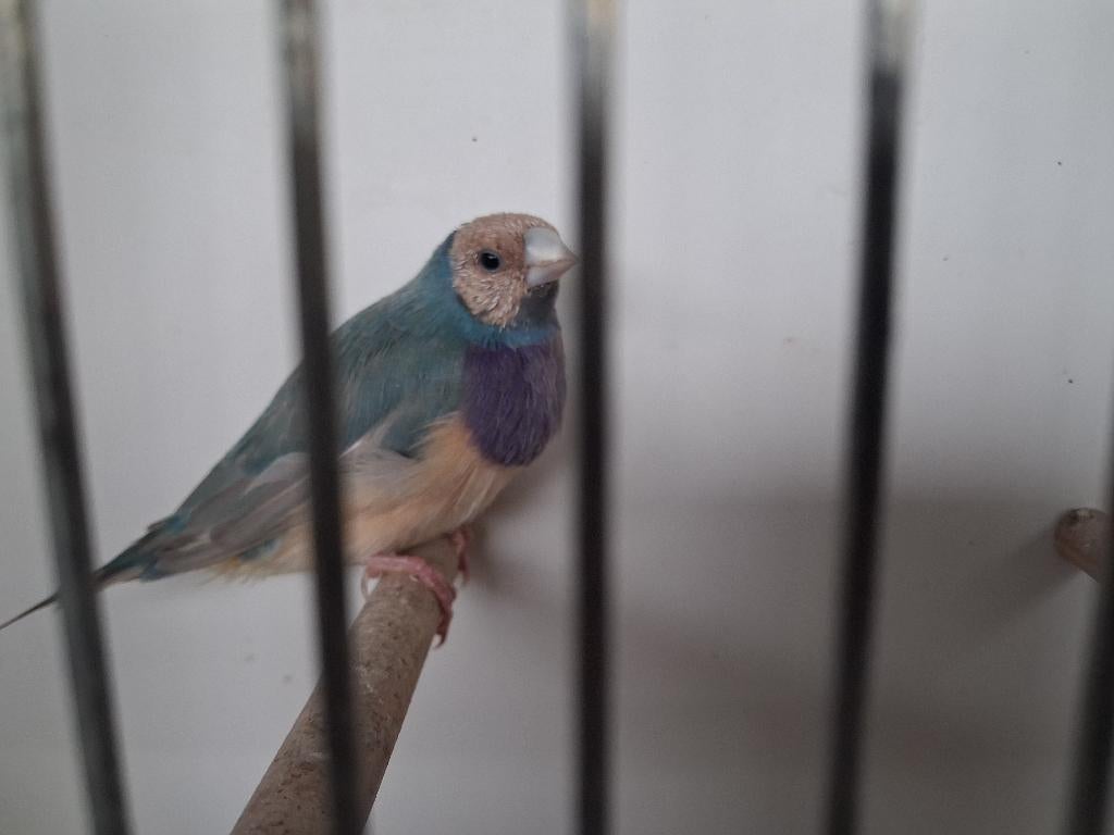 Gouldamadine blauw pastel, Animaux & Accessoires, Mâle, Oiseau tropical, Bagué