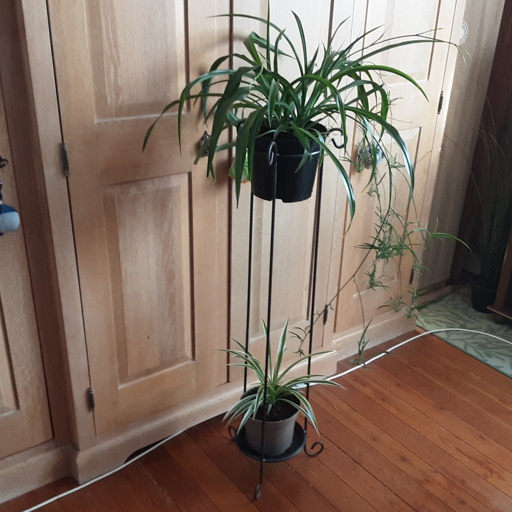 2 soorten prachtige Chlorophitum 6€/st, 10€ allebei, Ophalen of Verzenden, In pot