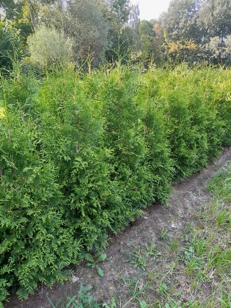 Thuja Brabant, Enlèvement