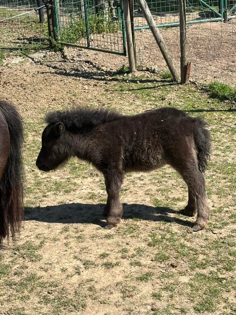 Shetlandpony hengstveulen, Dieren en Toebehoren, Met stamboom, 0 tot 2 jaar, Hengst, A pony (tot 1.17m)
