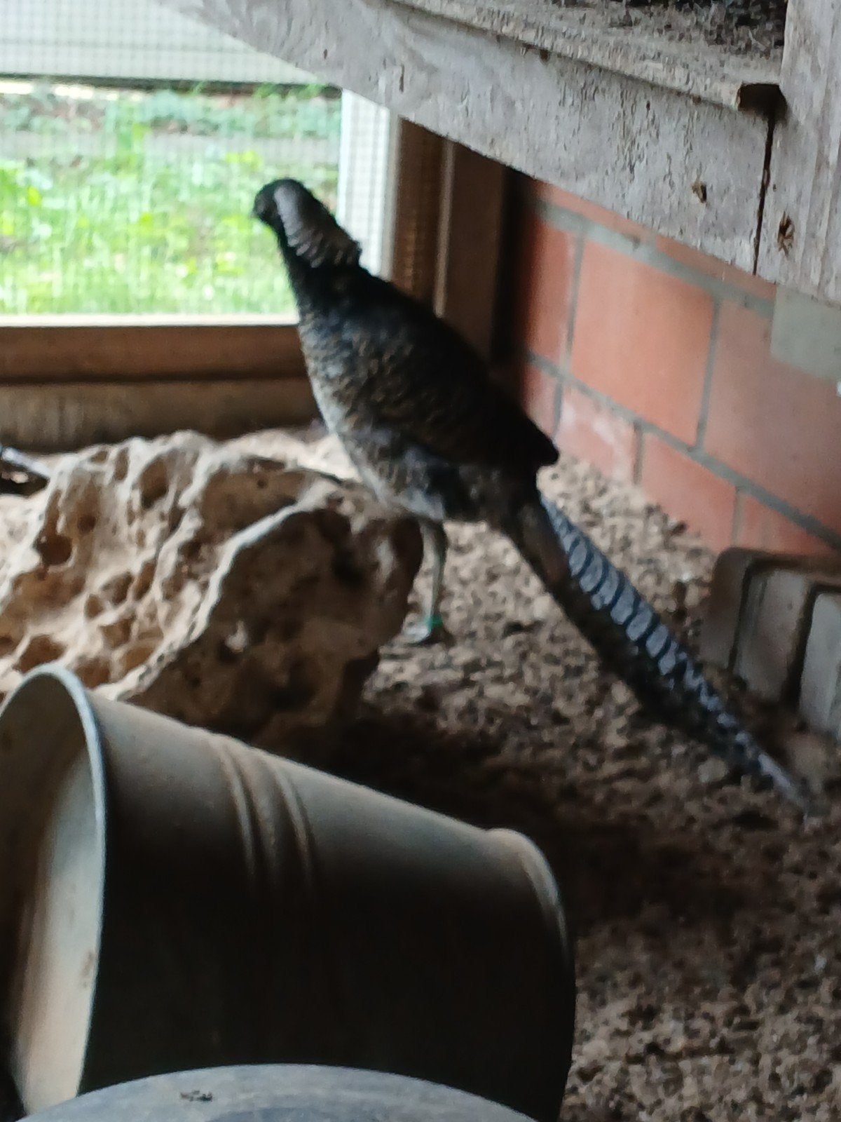 lady amherst fazanten, Dieren en Toebehoren