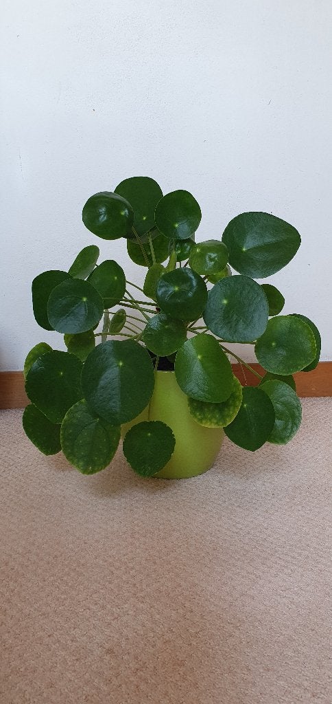 Pannekoekenplant 40cm, Huis en Inrichting, Kamerplanten, Ophalen, Overige soorten, Halfschaduw, In pot
