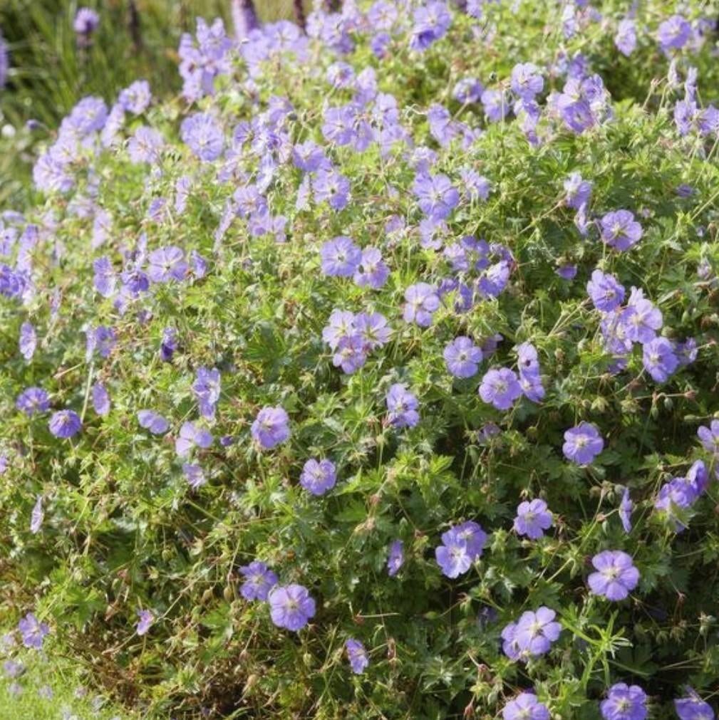 Geranium rozanne, Tuin en Terras, Ophalen