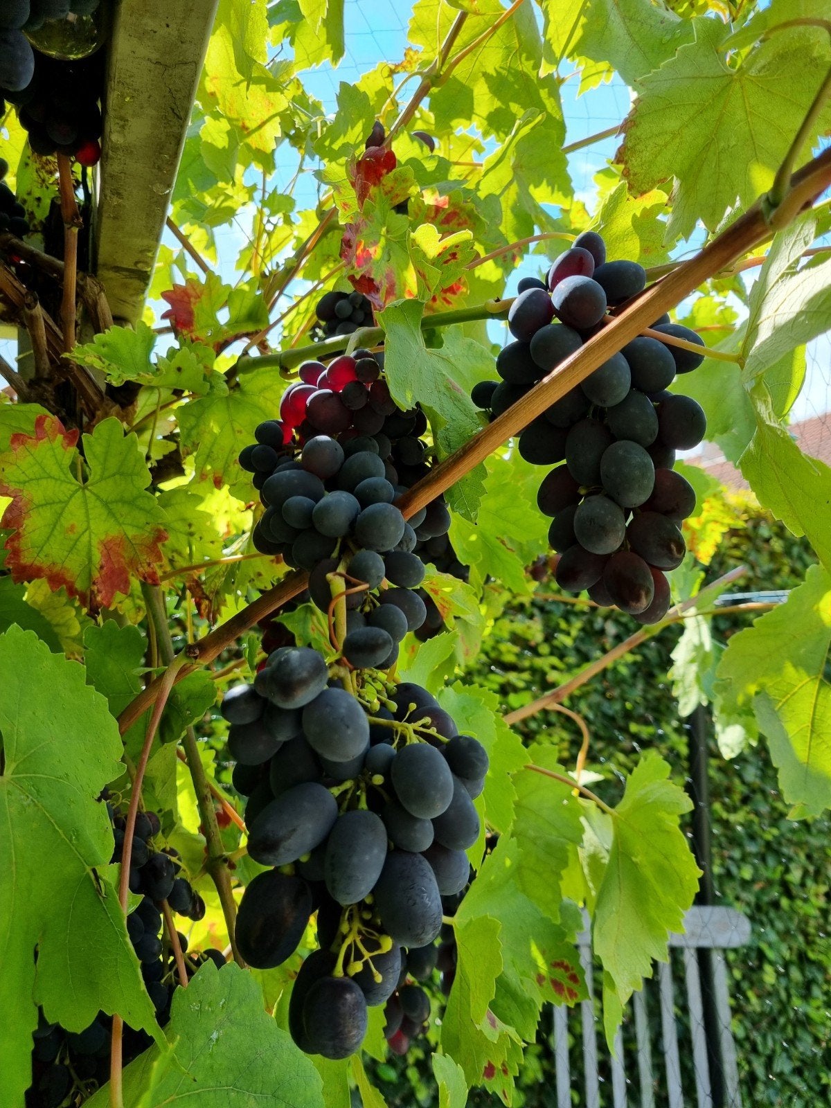 Blauwe druiven, bio, met of zonder pitten. Op bestelling ., Ophalen