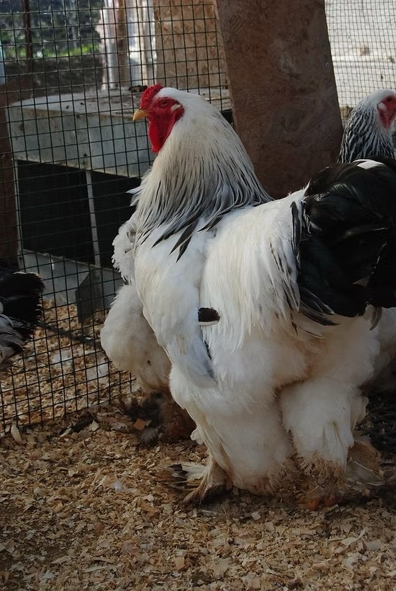 17 Kippen 3 Hannen, Dieren en Toebehoren, Pluimvee