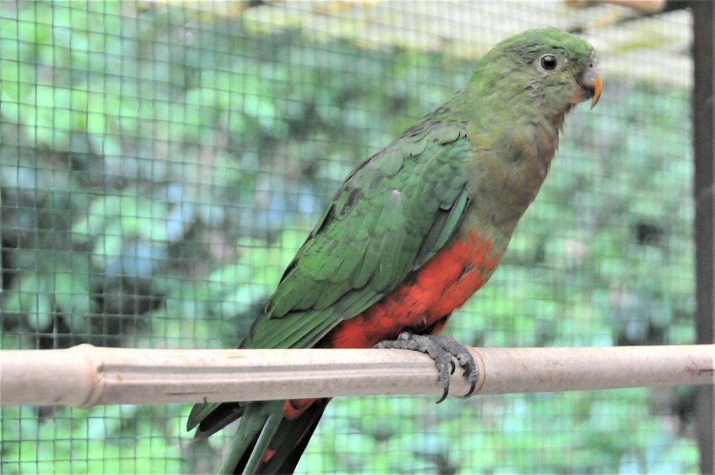 KONINGS PARKIET POP, Femelle, Perruche, Bagué