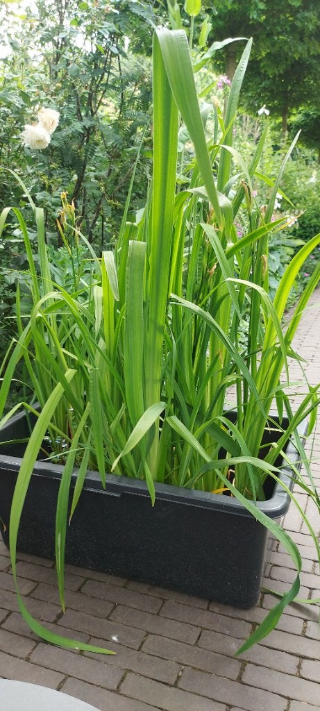 Plant voor vijver., Tuin en Terras, Ophalen, Vaste plant, Vijverplanten, Halfschaduw