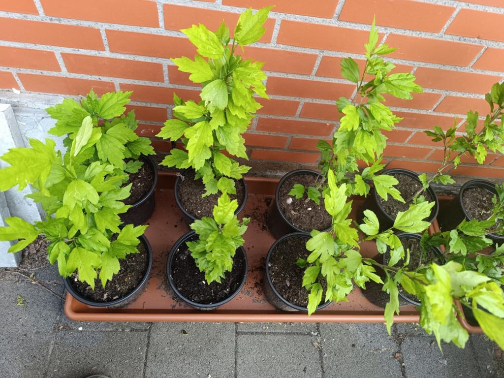 10  Hibiscus planten (vaste tuinplant), Tuin en Terras, Planten | Tuinplanten, Ophalen of Verzenden