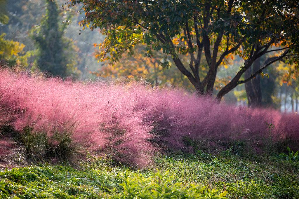 Mulhenbergia capillaris, Tuin en Terras, Planten | Tuinplanten, Vaste plant, Siergrassen, Volle zon, Ophalen