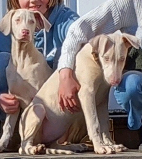 Dobermann puppy (crème) (Isabel kleurig), Maladie de Carré (chiens), Chien (mâle), Autres races, Belgique