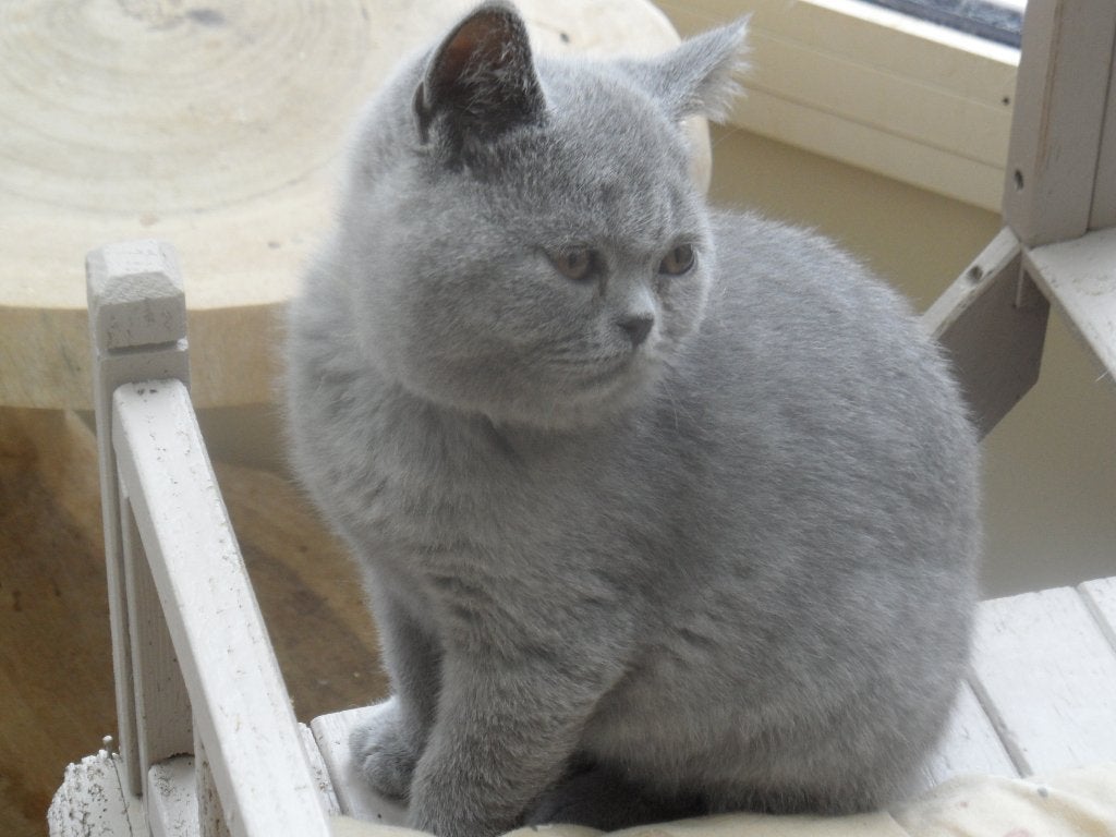 kittens, Dieren en Toebehoren, Kater, Met stamboom, 0 tot 2 jaar