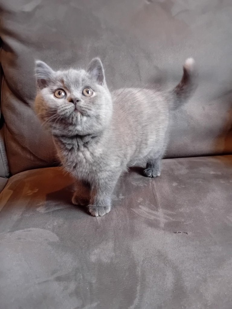 Brits korthaar kitten stamboom-kampioenenlijn, Kater, Gechipt, 0 tot 2 jaar