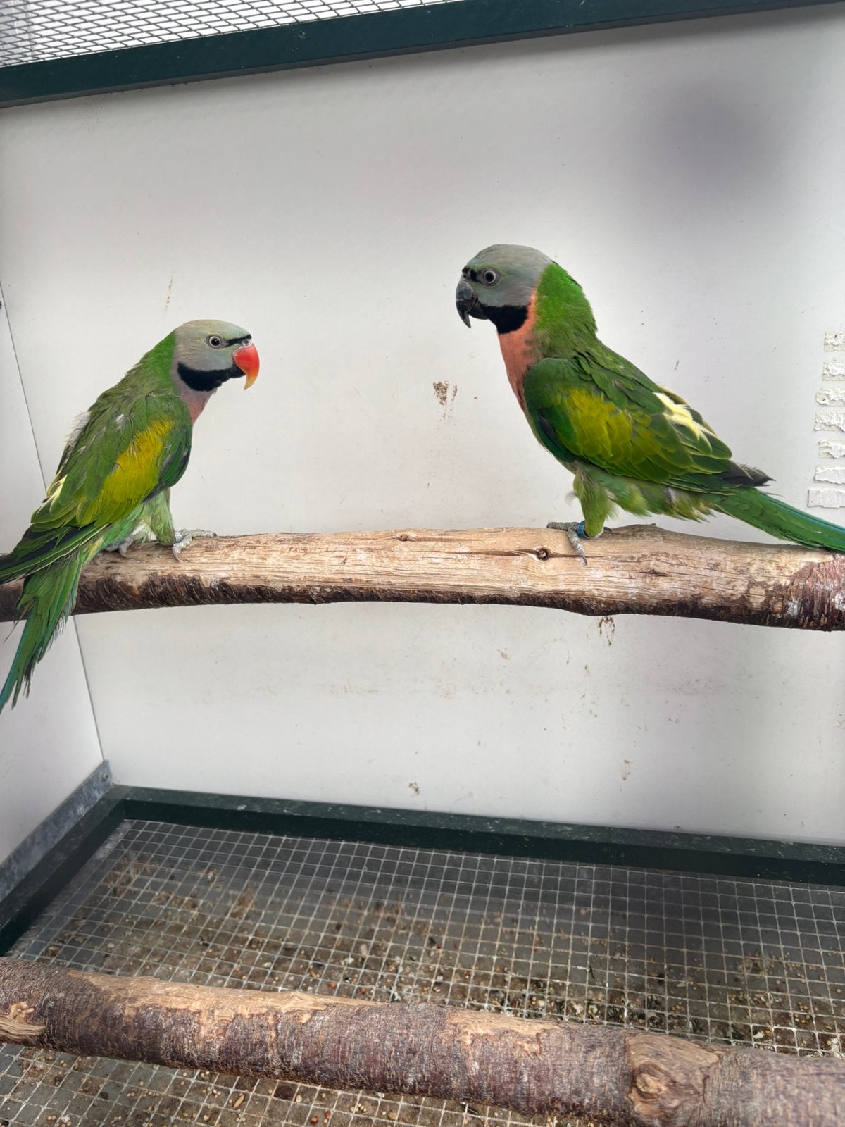 Alexander parkiet kweekkoppel, Dieren en Toebehoren, Vogels | Parkieten en Papegaaien, Parkiet, Geringd