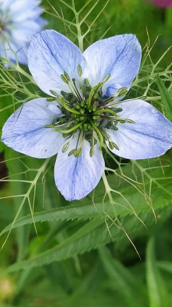Demoiselle dans la plante verte Nigella Damascena en pot p9, Autres espèces, Annuelle, Plein soleil, Été