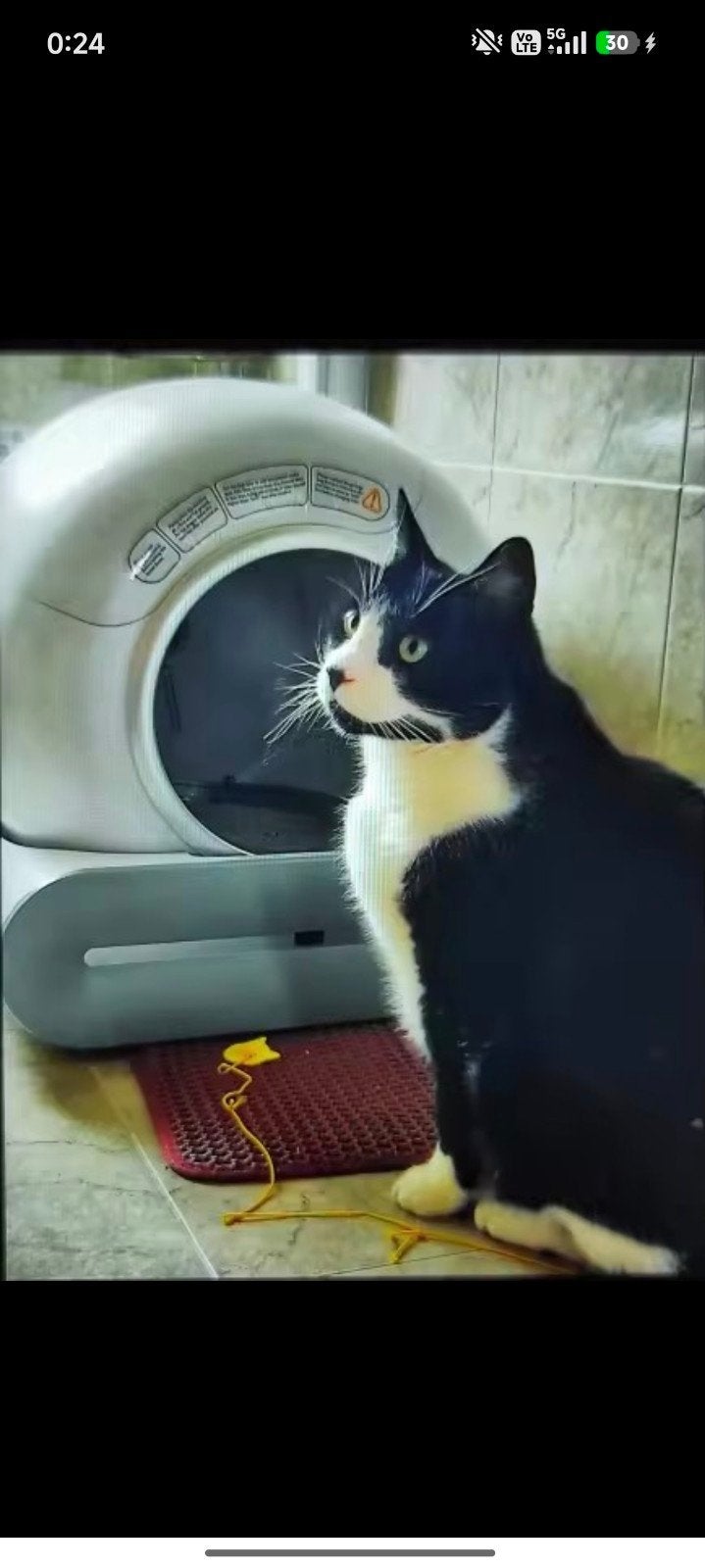 Litière automatique neuve dans sa boîte, Animaux & Accessoires, Enlèvement