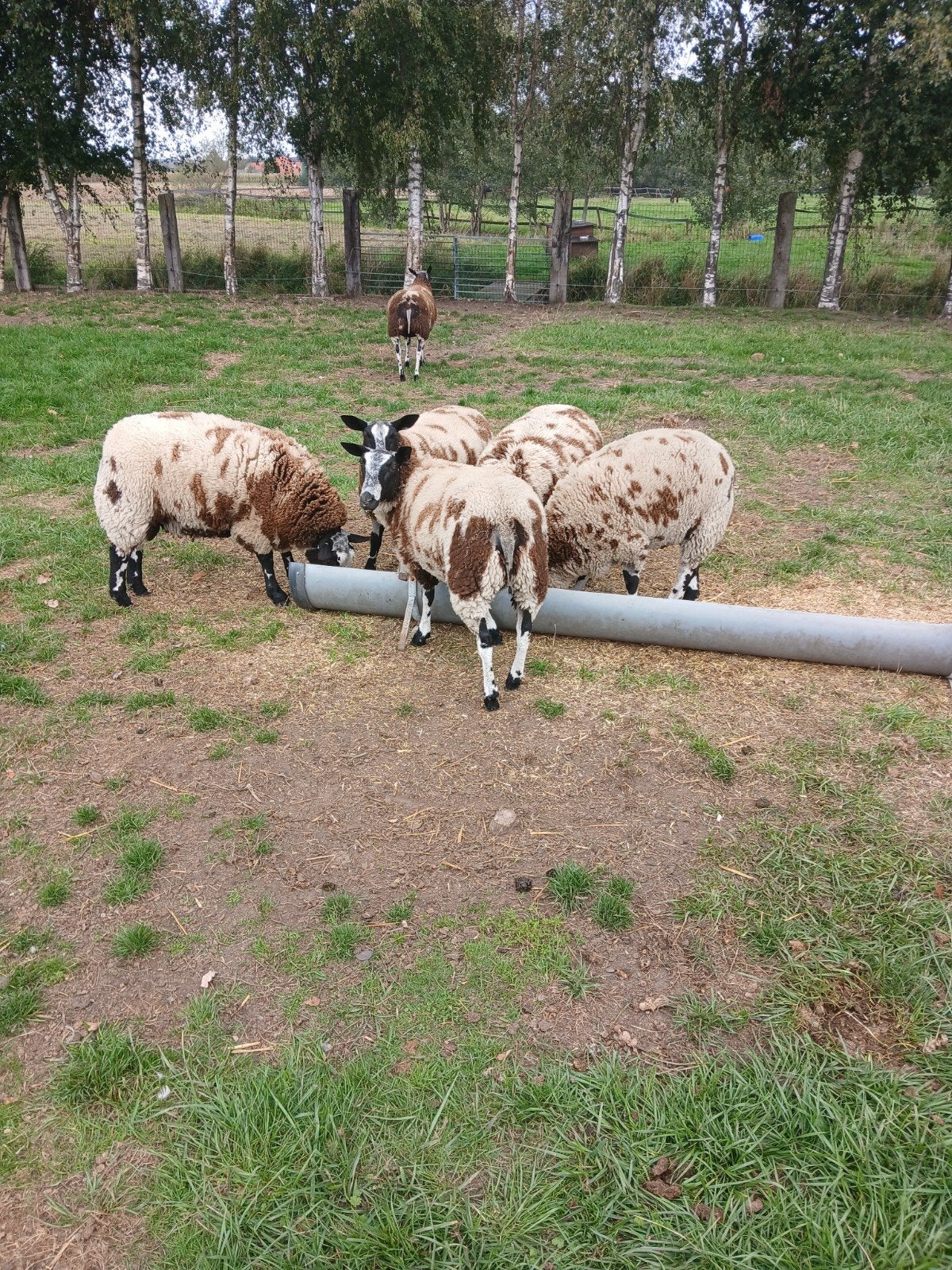 Baggerbonte schapen zie beschrijving