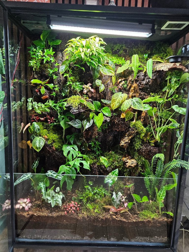 Terrarium op maat, Dieren en Toebehoren, Reptielen en Amfibieën | Toebehoren, Nieuw, Ophalen